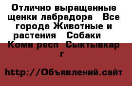 Отлично выращенные щенки лабрадора - Все города Животные и растения » Собаки   . Коми респ.,Сыктывкар г.